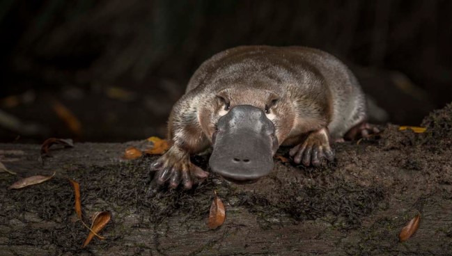 Platypus