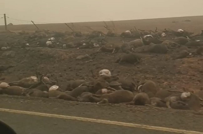 Australia bushfires