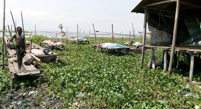 Water Hyacinth