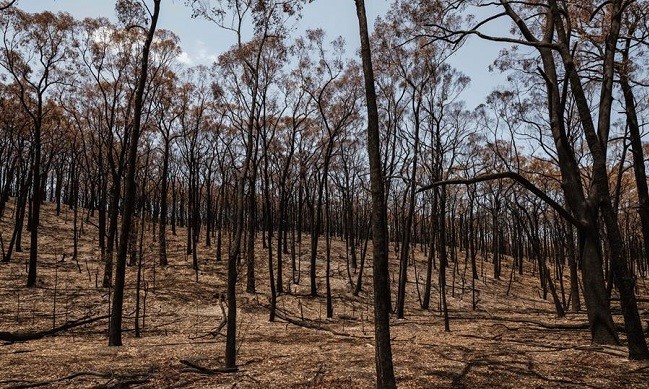 Australia bushfires