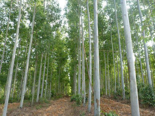 Eucalyptus tree plantation