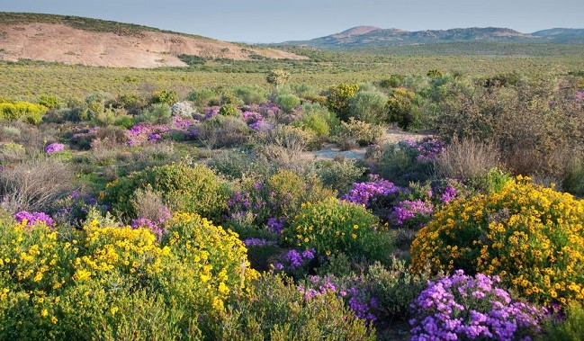 Succulent Karoo desert