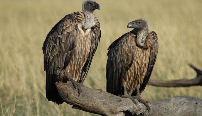 Vultures