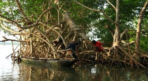 Mangrove