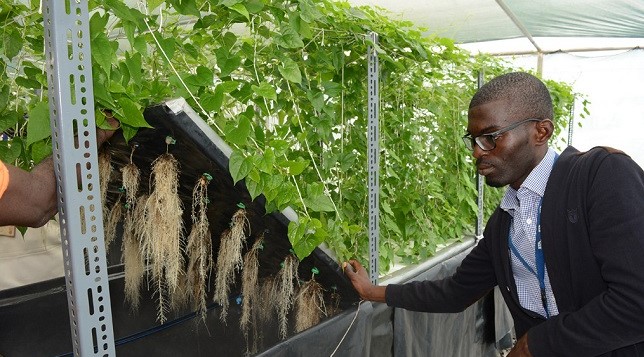 Yam Aeroponics