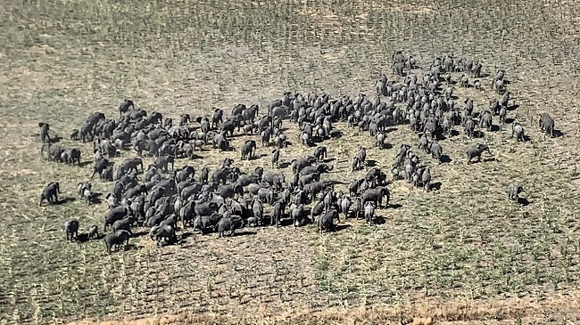 Elephants