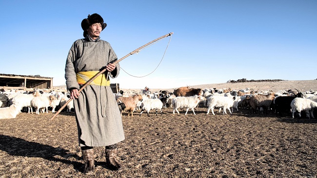 Mongolian herder