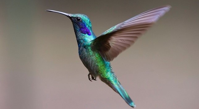 Hummingbird