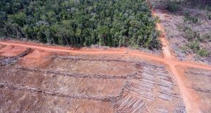 Korindo oil palm plantation