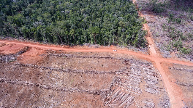 Korindo oil palm plantation