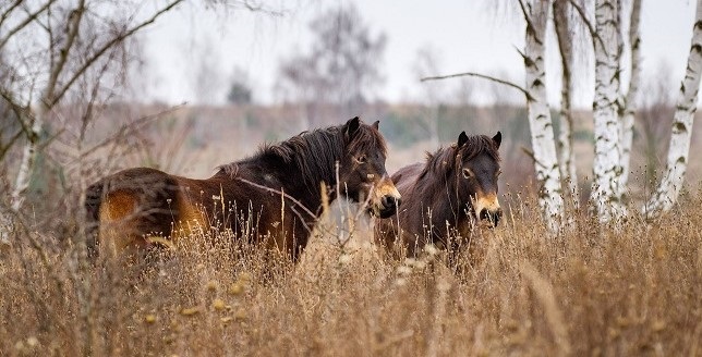 Wild horses