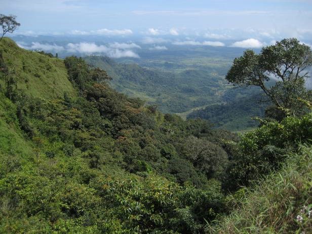 Upper Guinean Rainforest