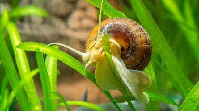 Apple snail