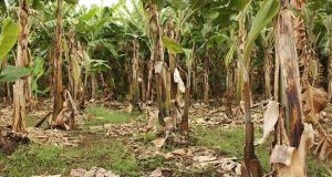Banana Plantation Waste