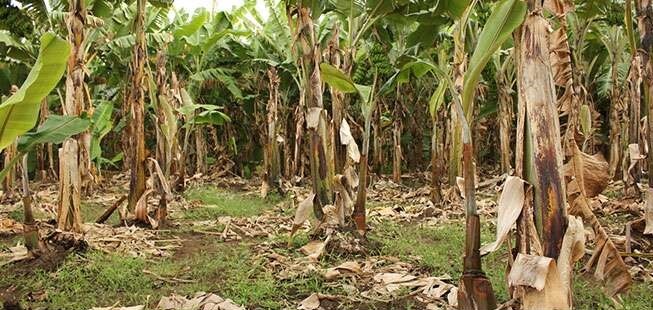 Banana Plantation Waste