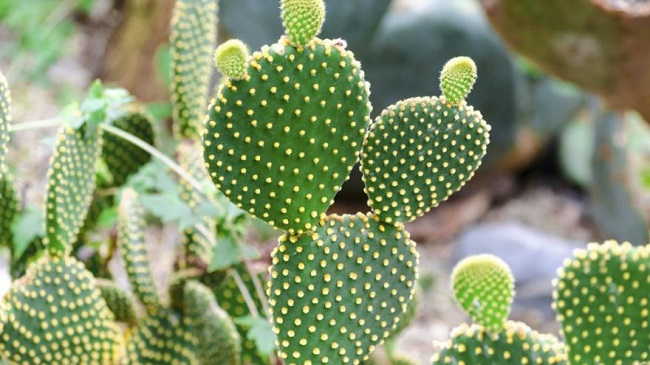 Cactus plant