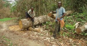 Timber logging