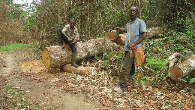 Timber logging