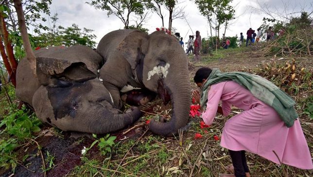 Elephants