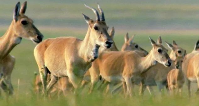 Mongolian Gazelles