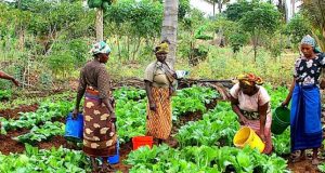 Women farmers