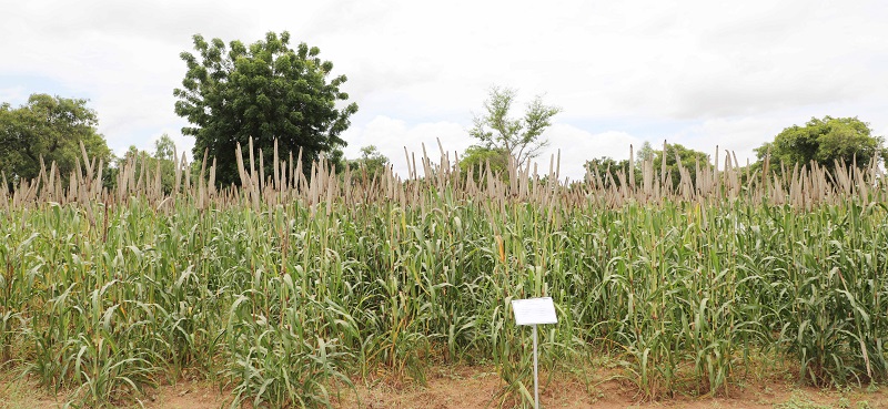 Pearl millet hybrid 