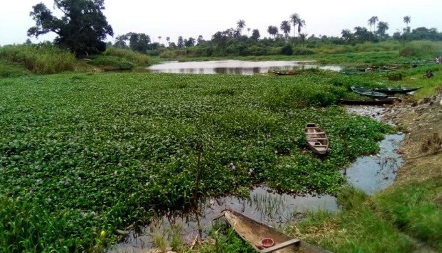 Water hyacinth