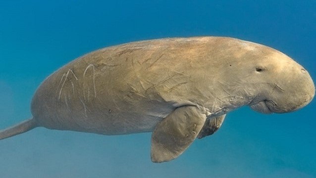 Dugong