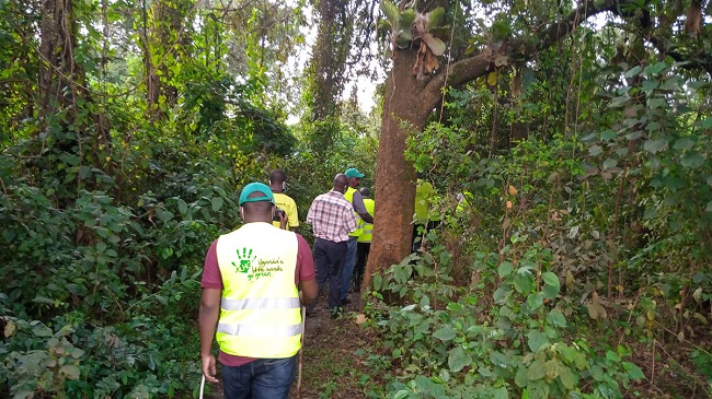 Bugoma Forest