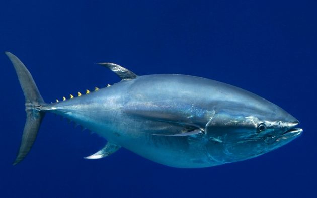 Pacific bluefin tuna