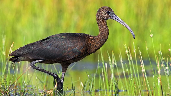 Glossy Ibis rare birds