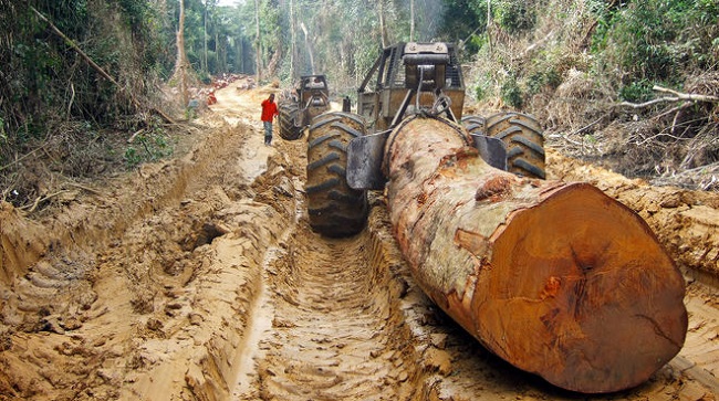 Congo Basin Forest