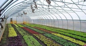 Climate smart horticulture