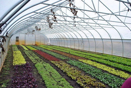 Climate smart horticulture