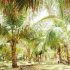 Coconut plantation