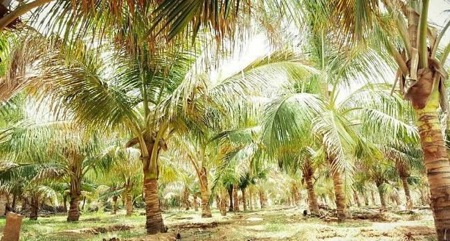 Coconut plantation