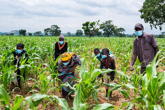 Maize farming