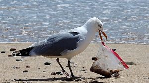 Birds and plastic pollution