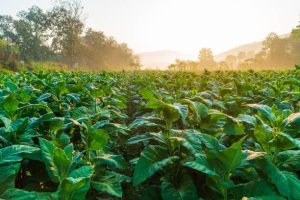 Tobacco plantation