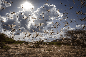 Desert locust swarms