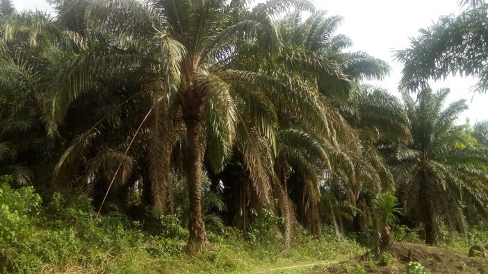 Boki Oil Palm Estate