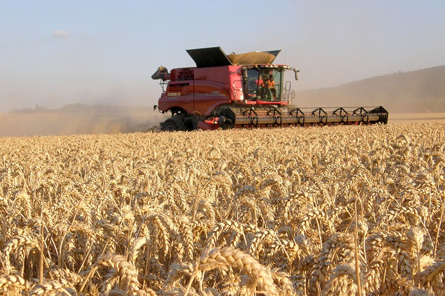 Wheat farm