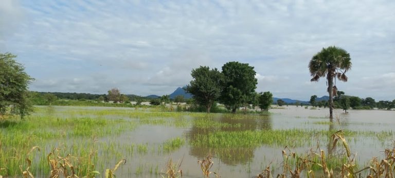 Flooded rice farmlands