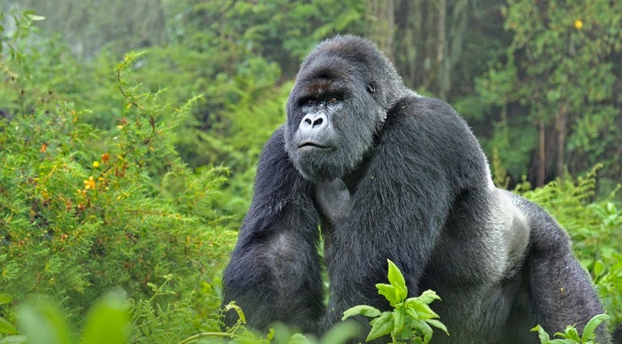 Gorilla