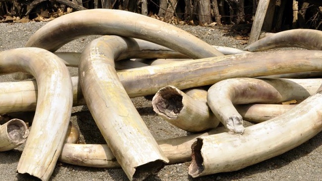 Elephant ivory