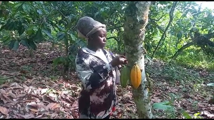 Cocoa pods yield
