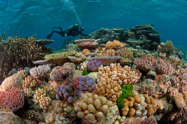 Great Barrier Reef coral