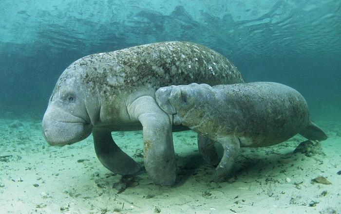 Manatee