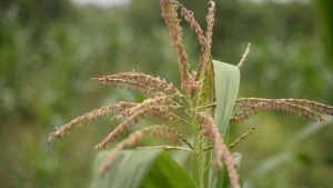 Rice cultivation