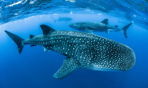 Whale Shark